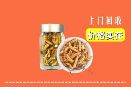 广元旺苍县回收散虫草