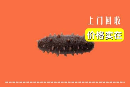 广元旺苍县回收海参